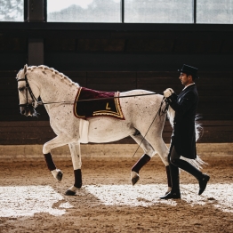 Začutite utrip lipice: ogled kobilarne