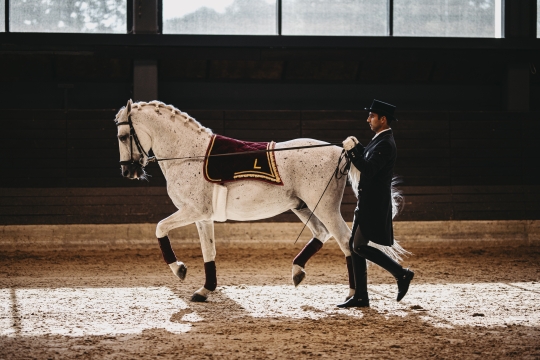 Začutite utrip lipice: ogled kobilarne