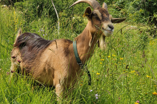 Od pašnika do ognjišča