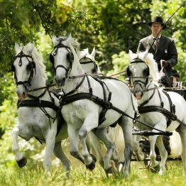 Vožnja z lipiško kočijo