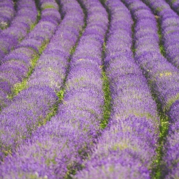 Med sivko in kraško tišino