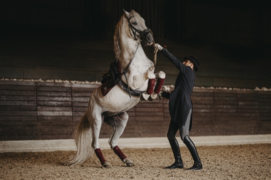 Začutite utrip lipice: ogled kobilarne